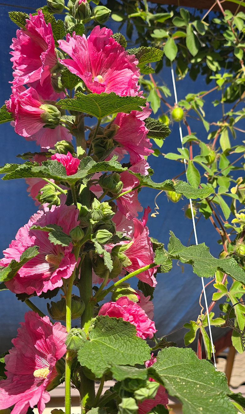 bright pink hollyhocks