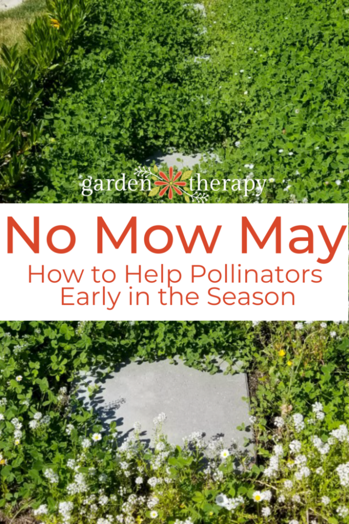 pin image for "no mow may" and how to help pollinators early on in the season.