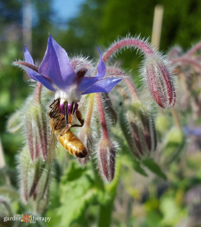 borage flowers