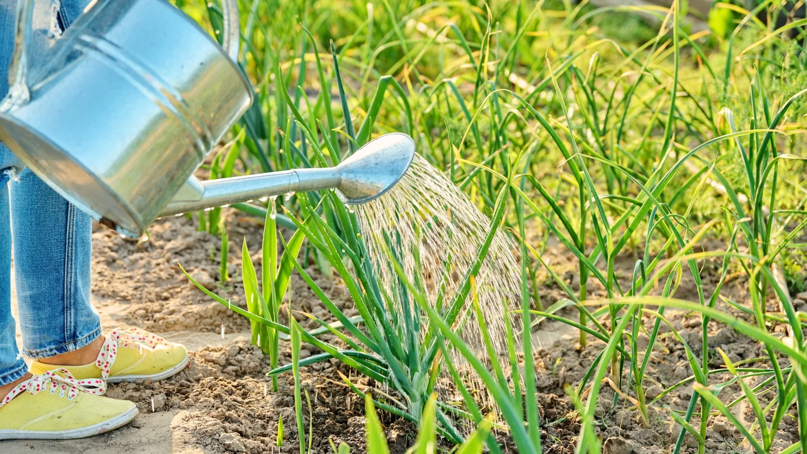 a gardener with a large metal watering can waters a bed of allium crops, growing in rows with tall, slender green leaves sprout from loose brown soil.
