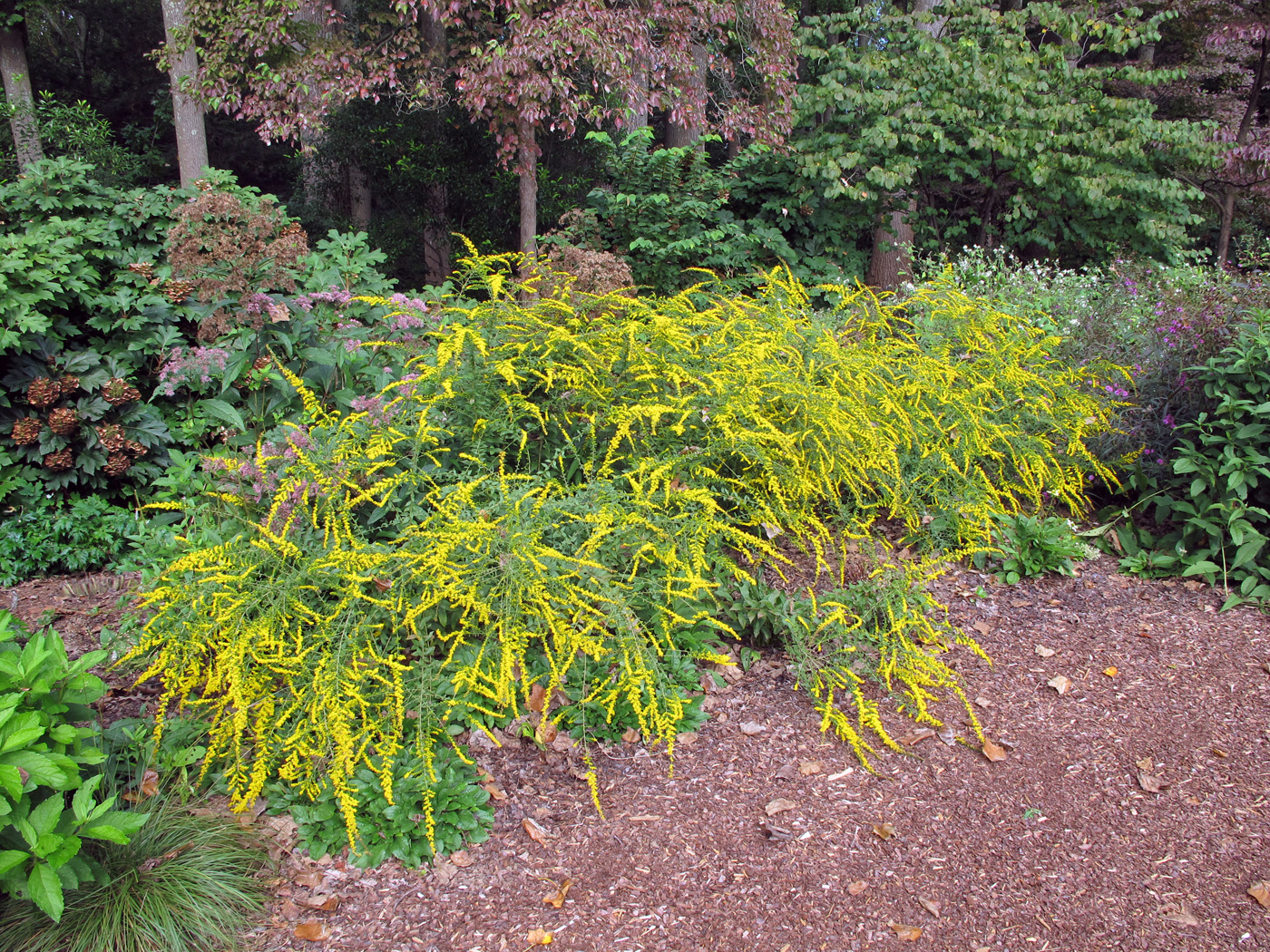 solidago rugosa fireworks