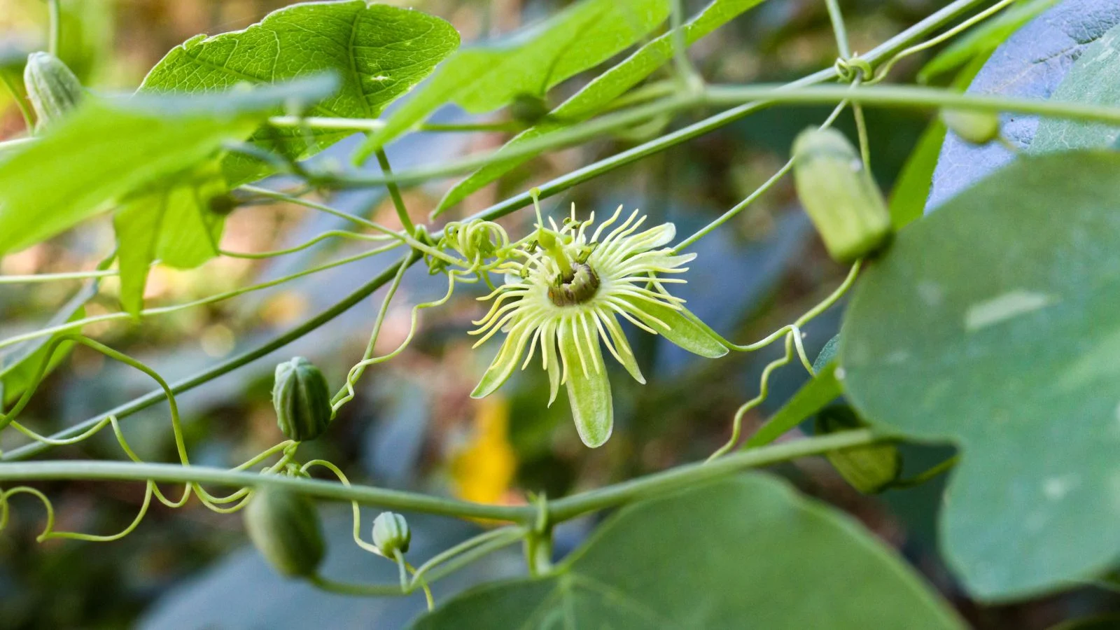 a close-up shot of a single exotic looking bloom of the yellow passionflower, growing on thin vines  in a well lit area outdoors
