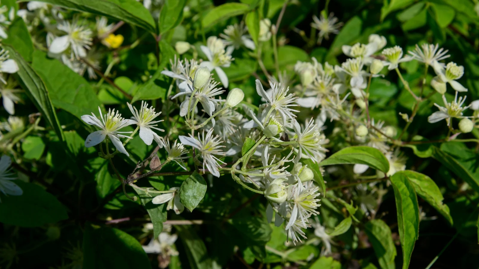 close-up of clematis virginiana with its white, star-shaped flowers. the plant has a cascading growth habit with a lush green background.
