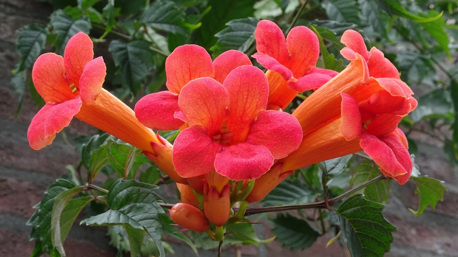 a close-up of trumpet creeper flowers in soft red hues, all growing alongside green leaves in a well lit area outdoors