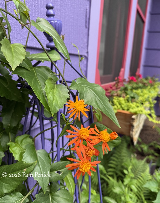 festive color in lucinda hutson's casita garden