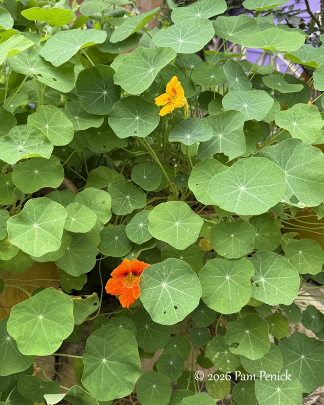 festive color in lucinda hutson's casita garden