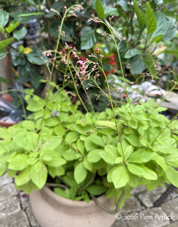 festive color in lucinda hutson's casita garden