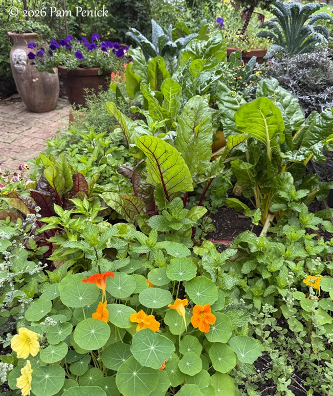 festive color in lucinda hutson's casita garden