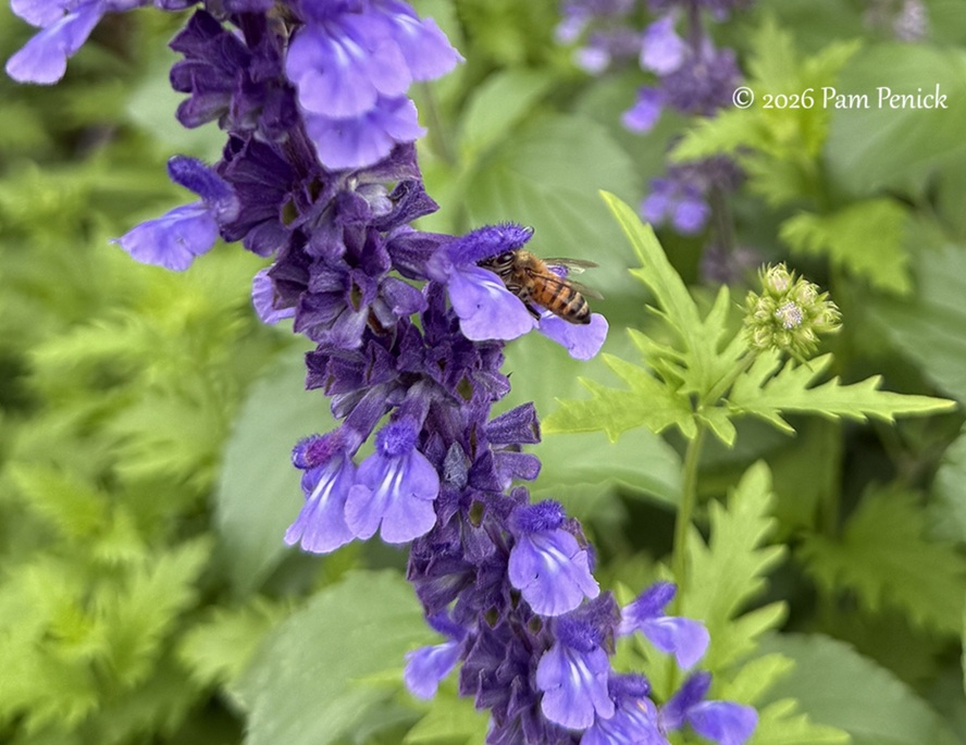 festive color in lucinda hutson's casita garden