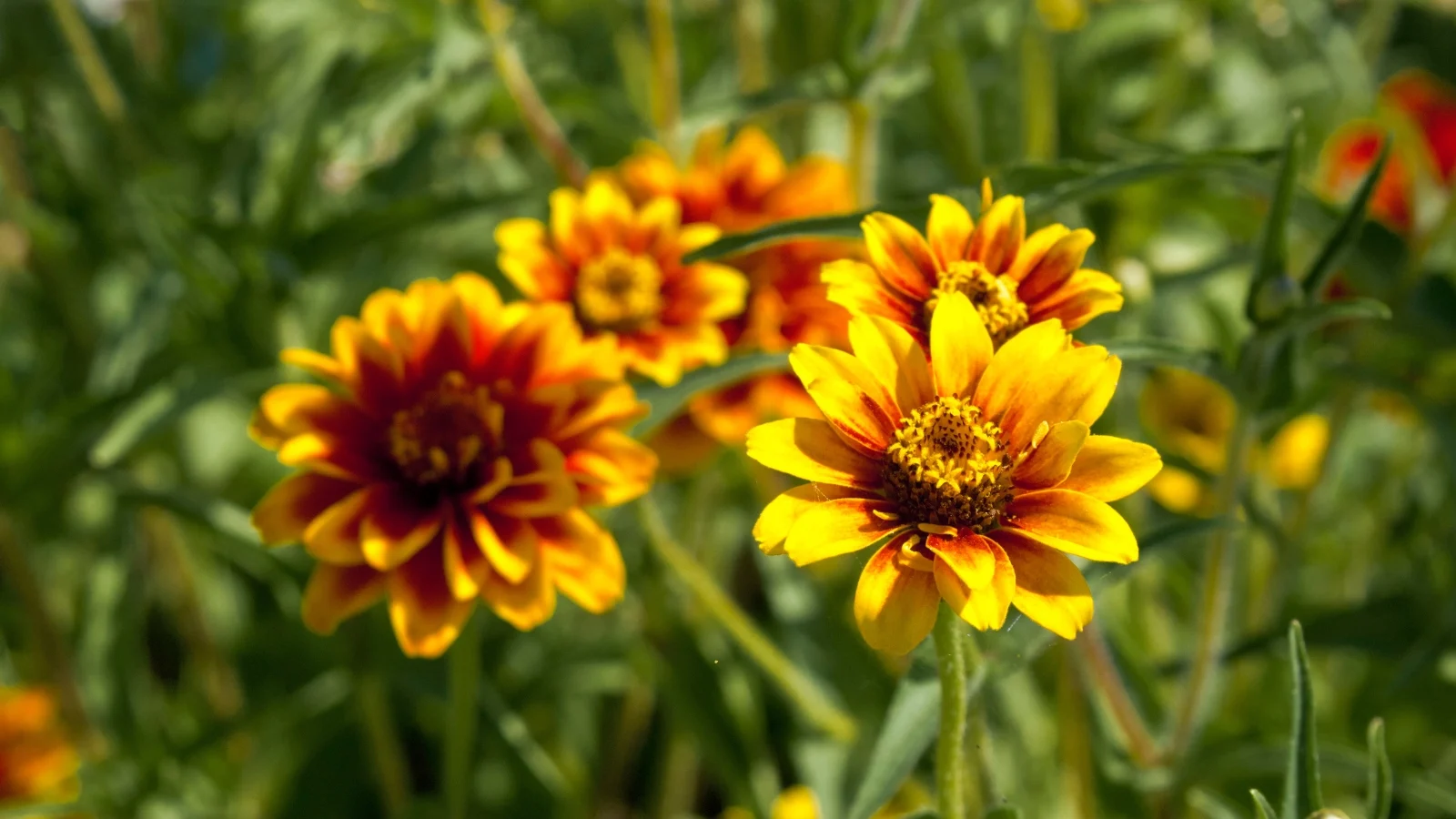 flat, daisy-like flowers in earthy shades of gold, burgundy, and rust rise above coarse, narrow green leaves on wiry stems.