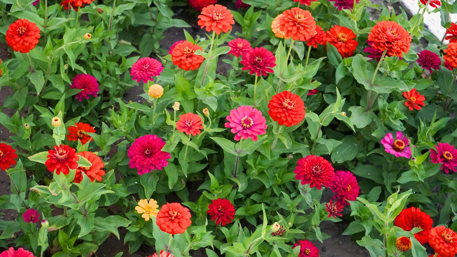 an overhead shot of a large composition of vibrant flowers, developing alongside its green leaves outdoors
