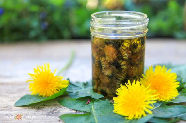 jar of dandelion infused oil