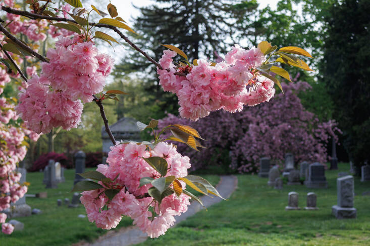 cherry blossom season in brooklyn is at peak right now