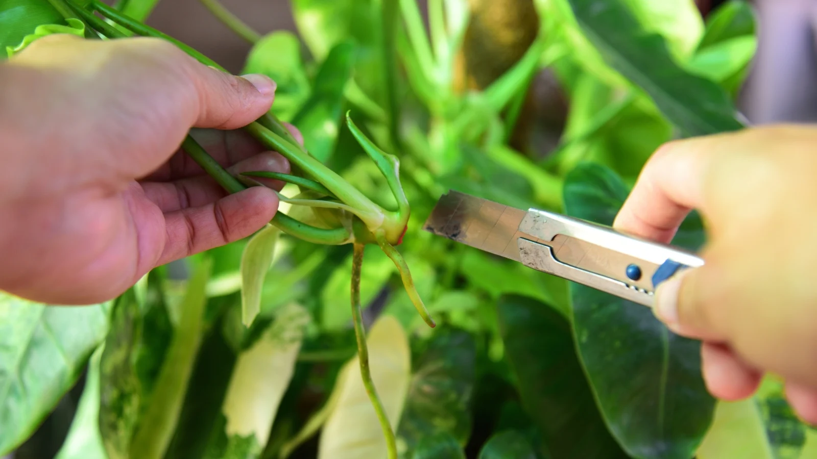a close-up of a woman's hands pruning a thick stem with large variegated green and white foliage using a snap-off knife.