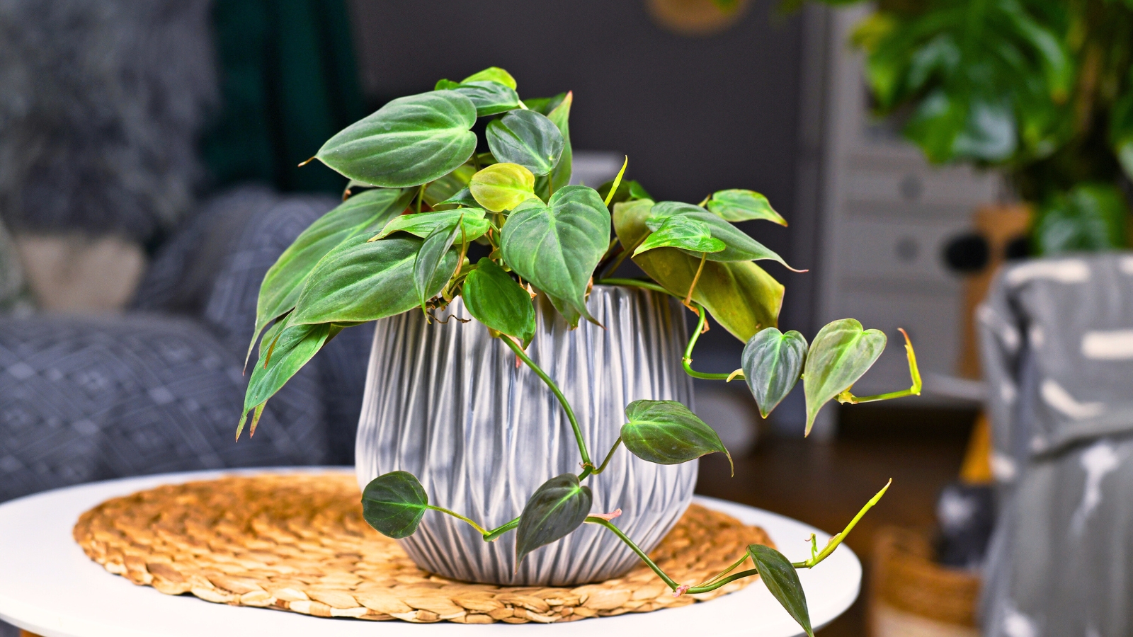 trailing plant with glossy, heart-shaped green foliage cascading over the edges of a decorative ceramic pot on a small round coffee table in a stylish room.