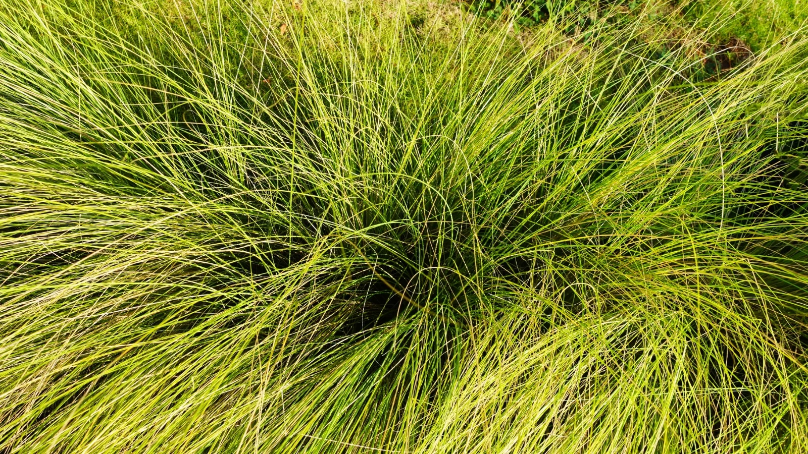 a dense carpet of slender, arching green-gold grass blades creating a soft, flowing texture.