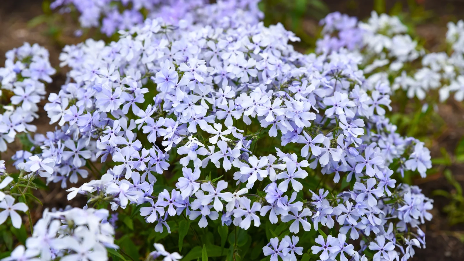 a rounded mound of light purple-blue and white flowers with five notched petals, growing tightly together on a low-lying plant.