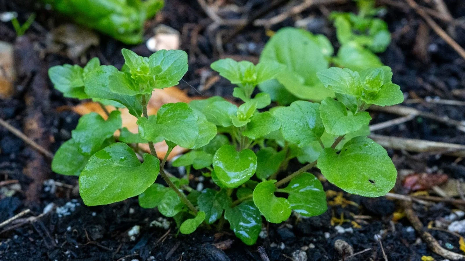 a closeup shot of a yerba buena appearing to have lovely and bright green leaves placed in dark brown material appearing damp