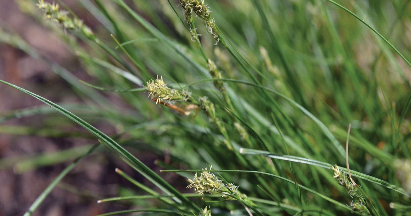 carex texensis courtesy of mt cuba center