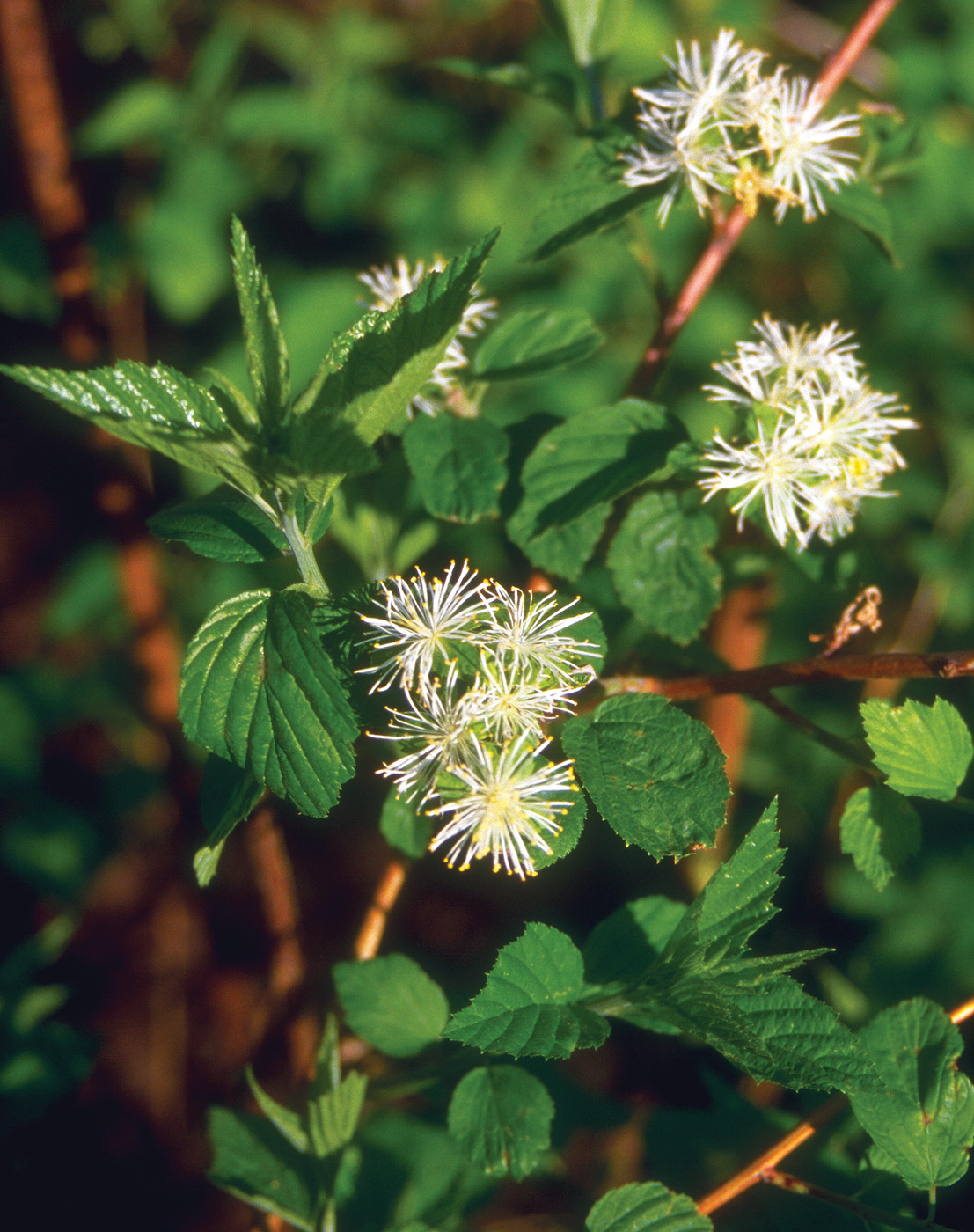 neviusia alabamensis 