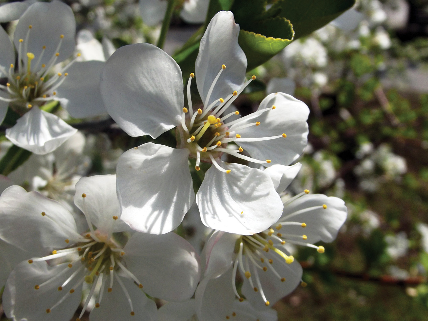 prunus x emineus "sk carmine jewel" rosaceae