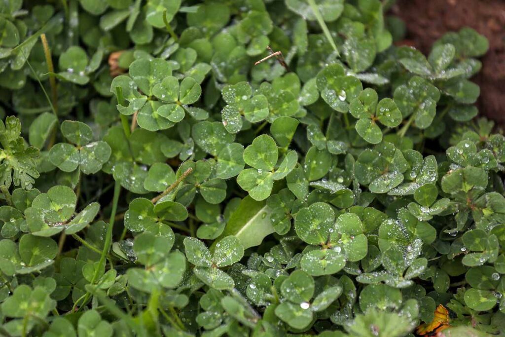 a horizontal image of clover foliage.
