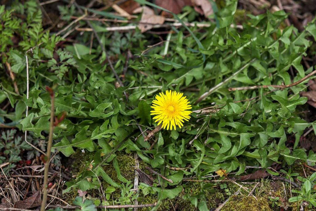 a close up horizontal image of dandelion weeds growing in the garden.