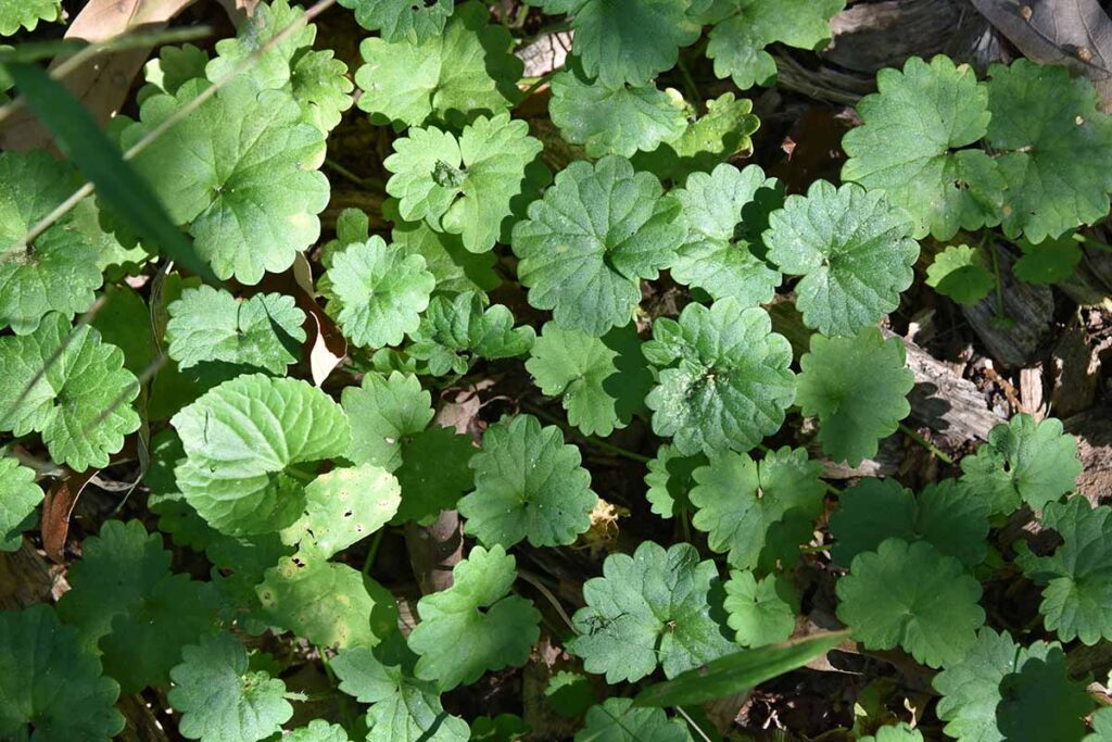 a close up horizontal image of common chickweed growing wild.