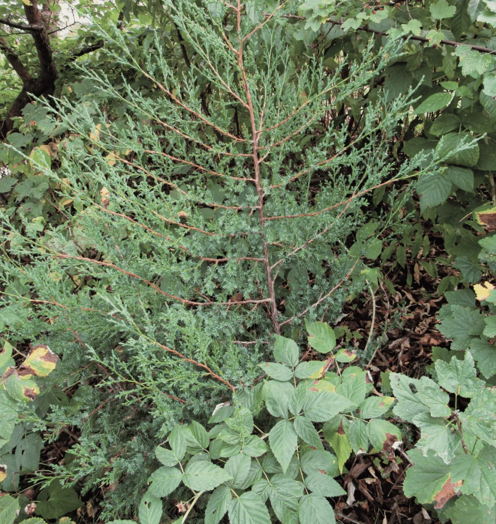 planting, transplanting, and pruning trees