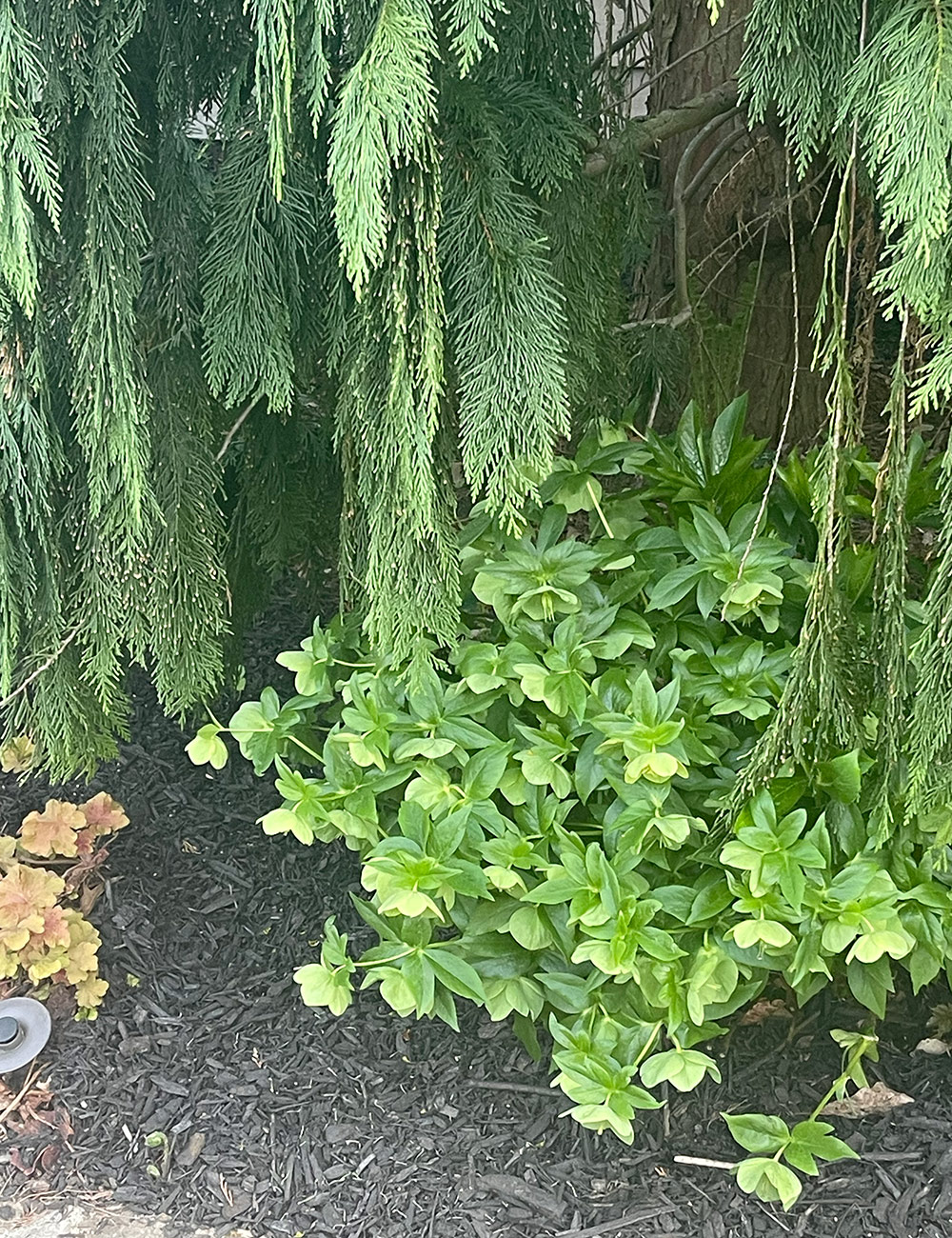 hellebores under weeping cedar tree
