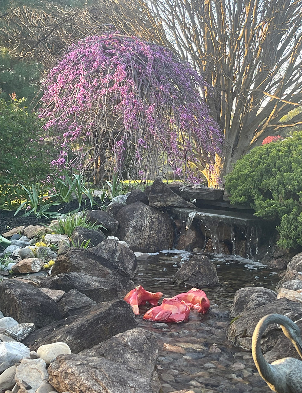 weeping redbud at top of garden pond