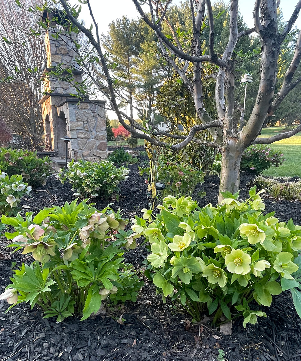 assortment of hellebores