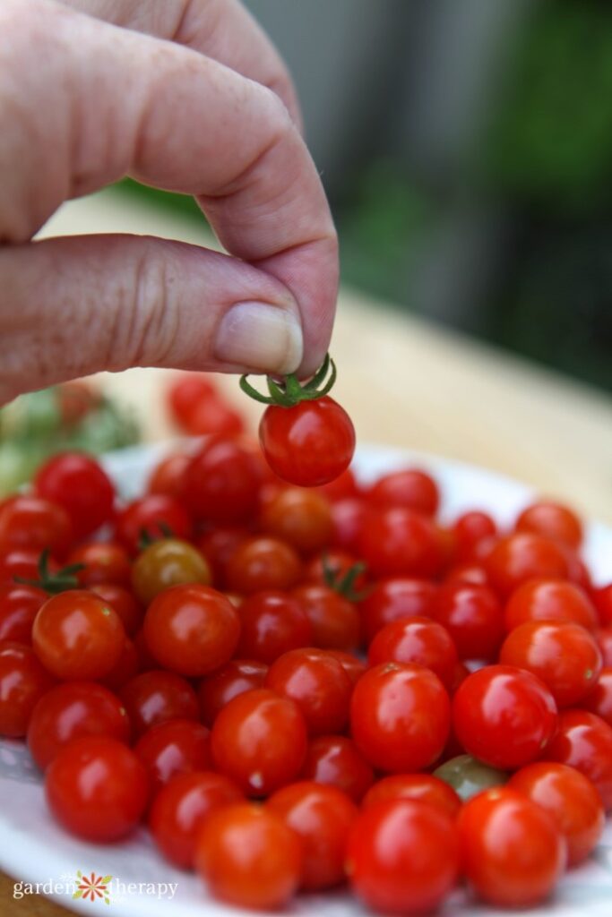 a pile of freshly harvested currant tomatoes