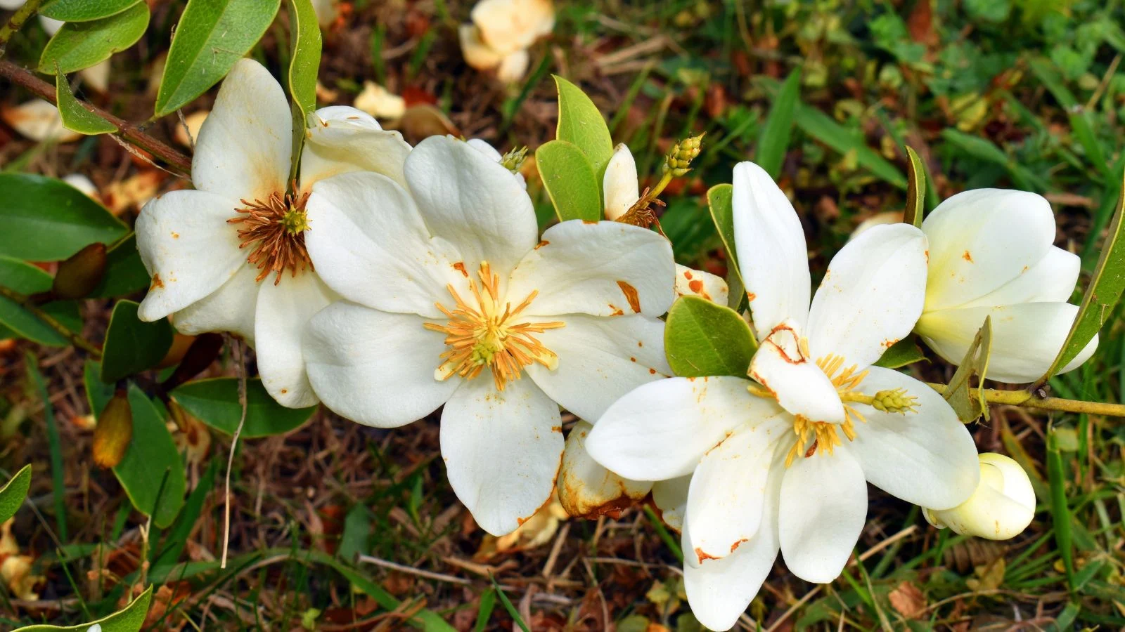 a close-up and overhead shot of developing white colored blooms with yellow centers, of the 'gail's favorite' cultivar, growing along woody branches outdoors