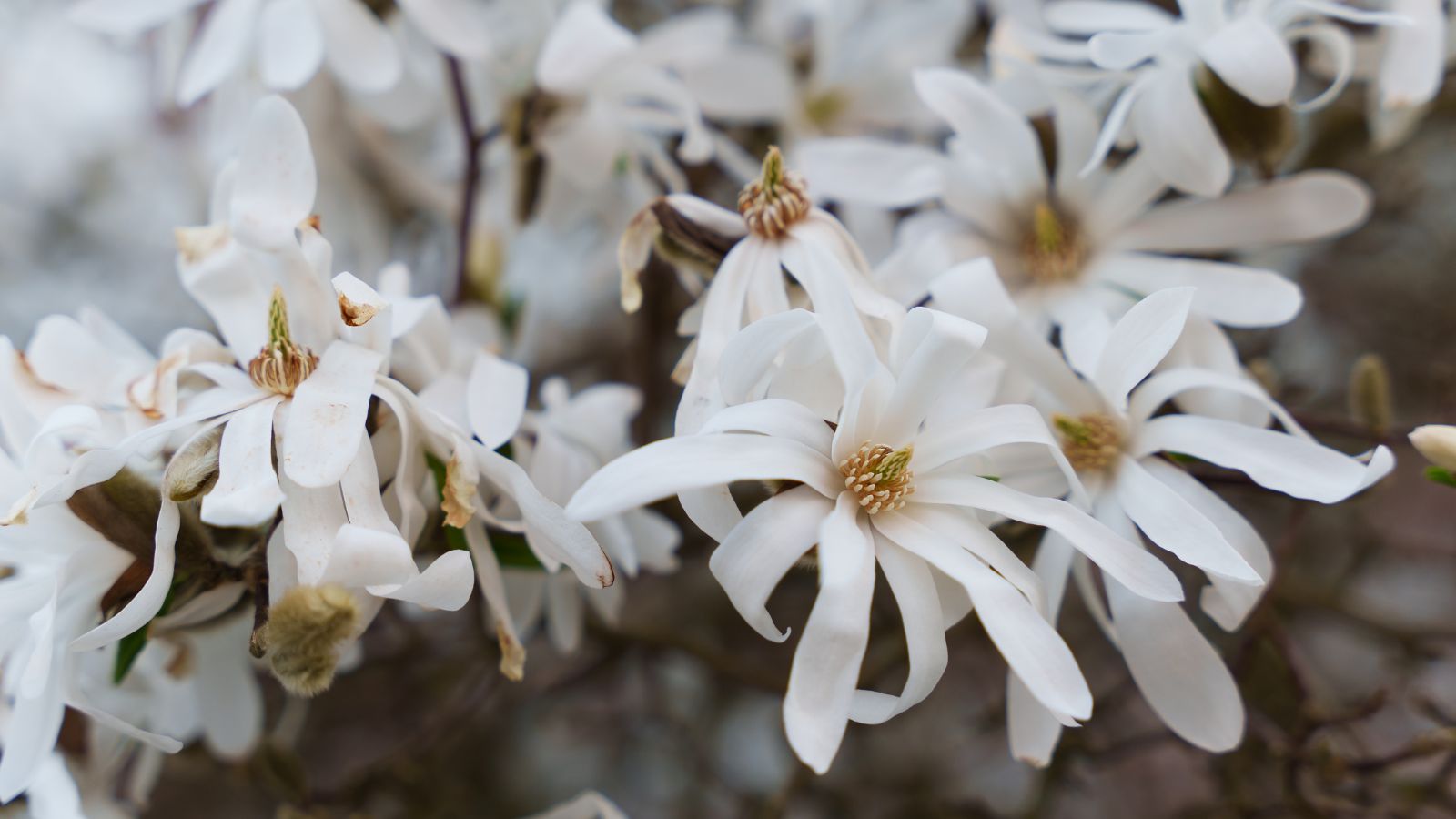 a close-up shot of a large group of lush and dense star-shaped white colored blooms of the 'royal star' magnolia, all developing on woody branches in a well lit area outdoors