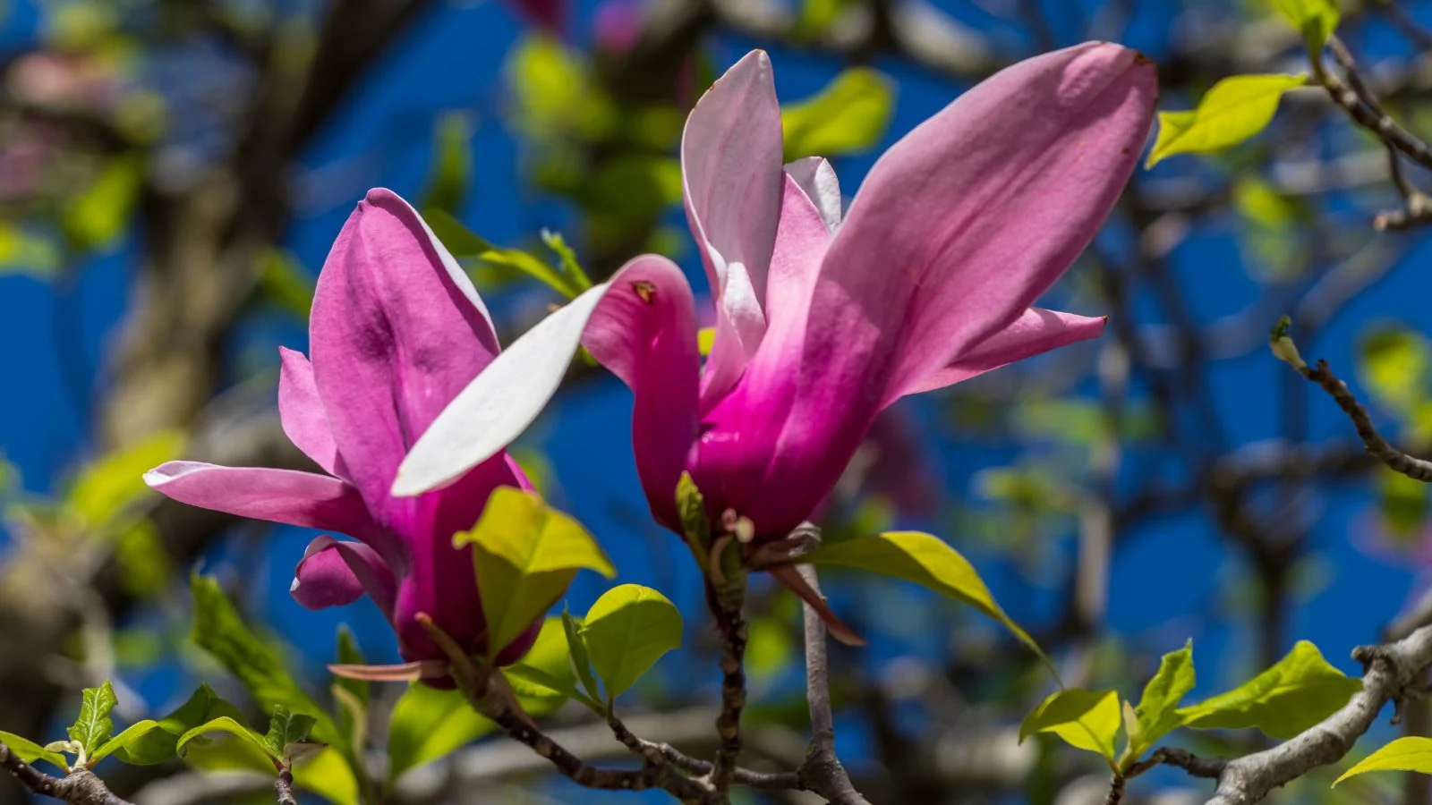 a close-up shot of dark purple blooms sitting on woody branches and green leaves of the nigra cultivar of flowering plant