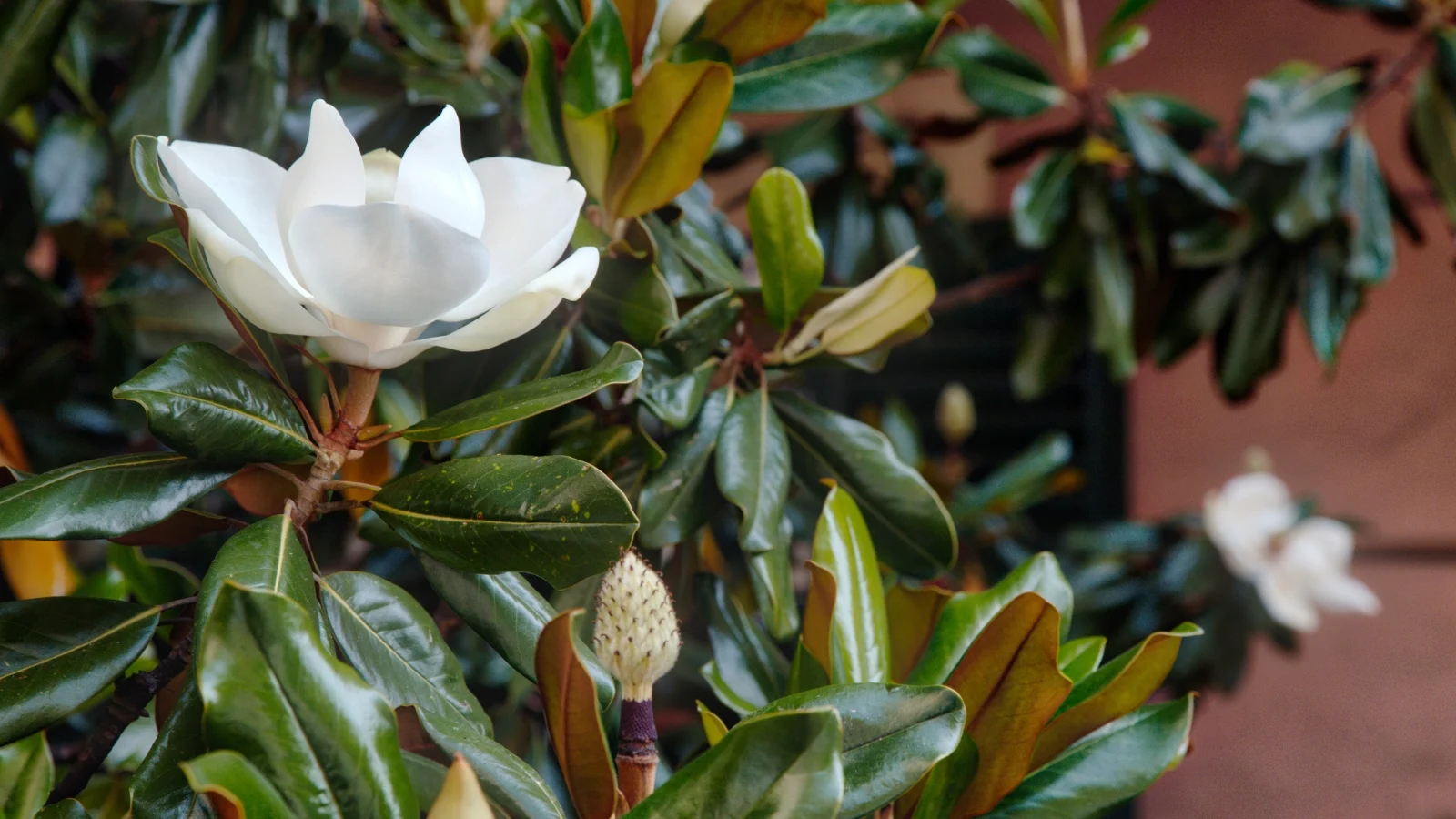 glossy, oval-shaped green leaves frame creamy white, cup-shaped bloom with smooth, overlapping petals on the branches in a close-up view.