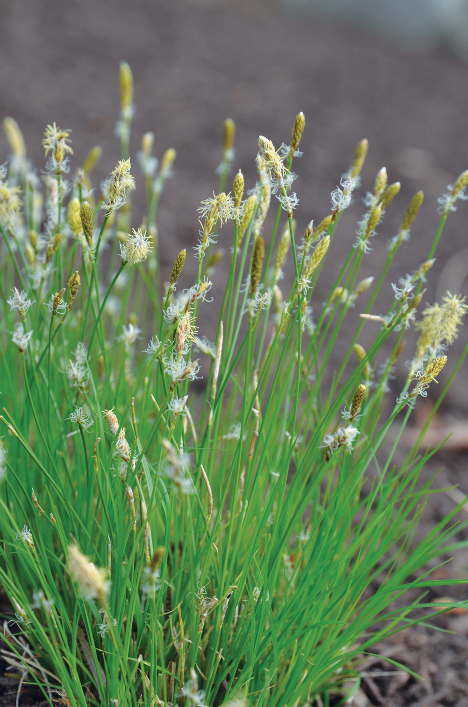 straw hat carex