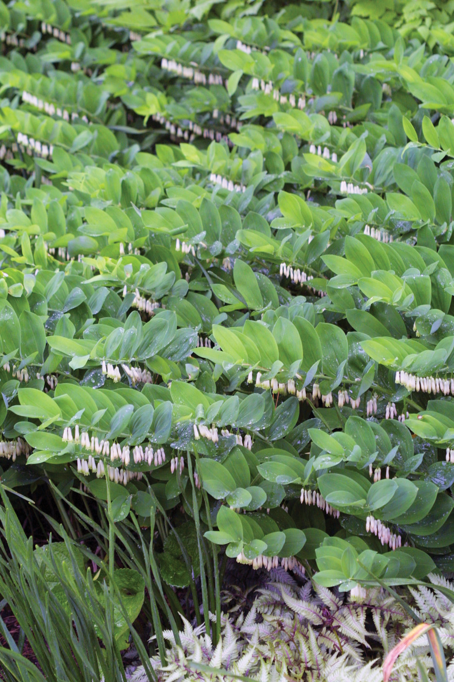 polygonatum biflorum solomon's seal