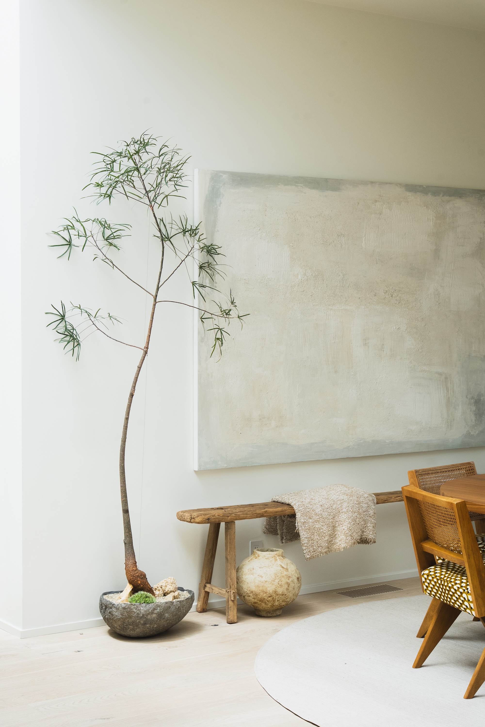 queensland bottle tree