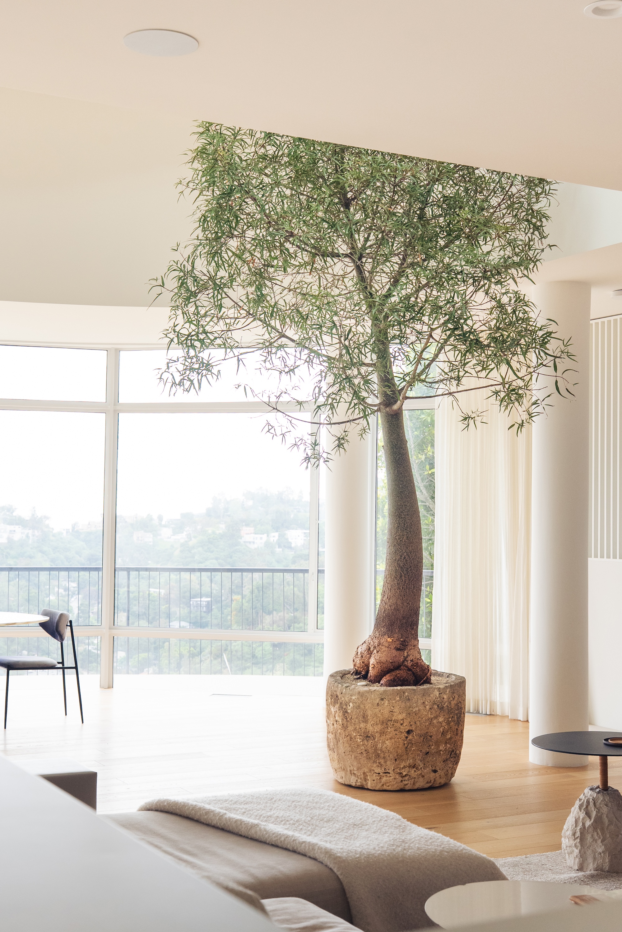 queensland bottle tree