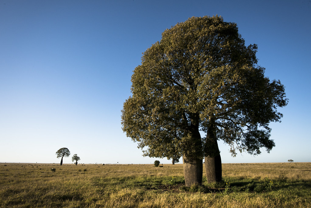 queensland bottle tree