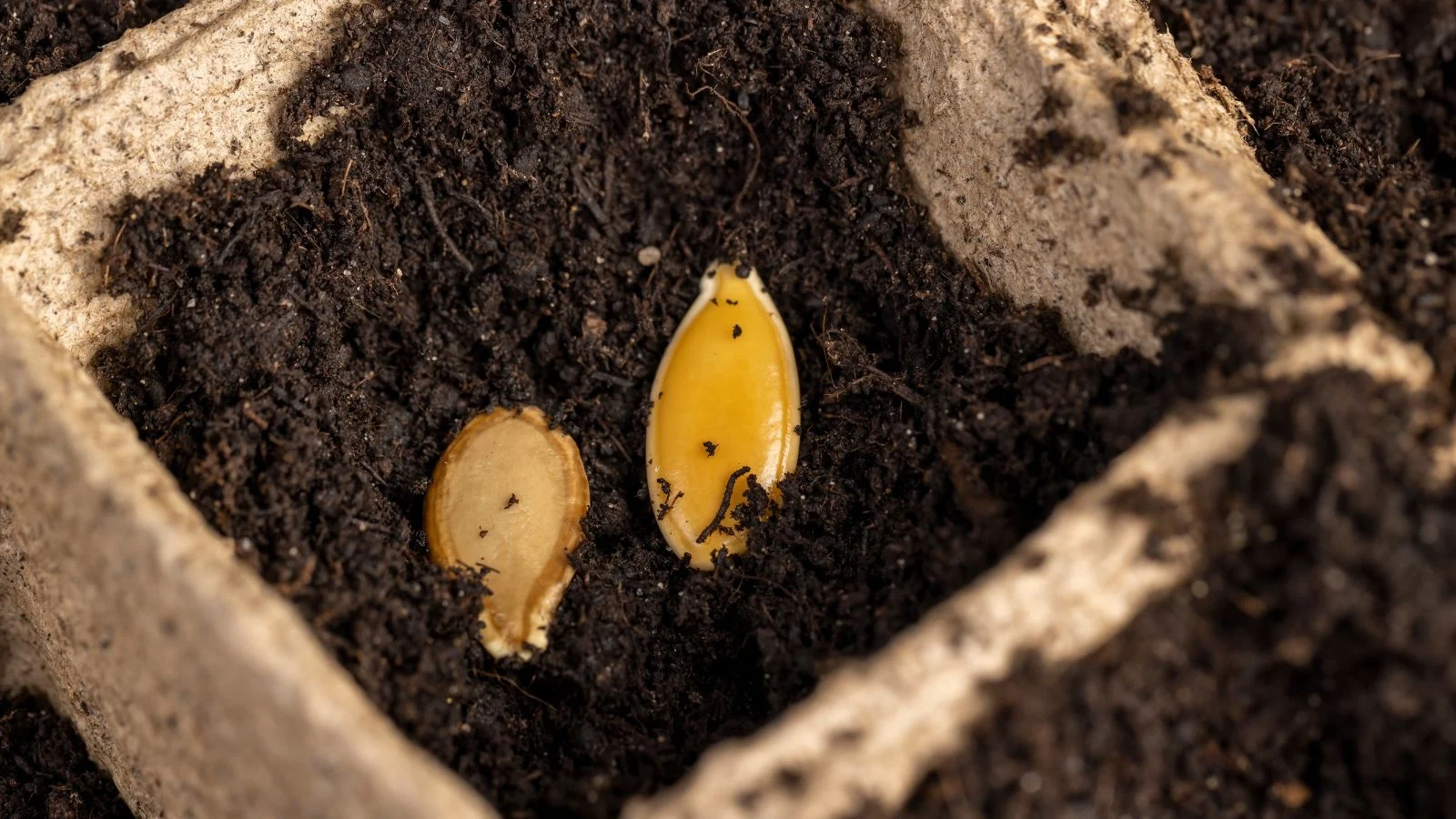 a close-up shot of a pair of yellow colored ovules of a crop, placed on top of a soil on a starting tray