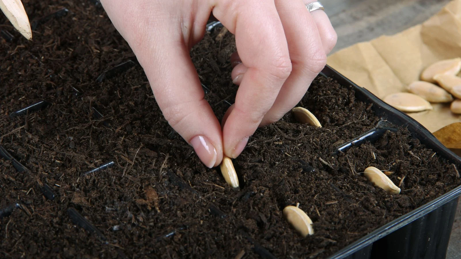 a close-up shot of a person's hand in the process of sowing ovules in a black colored try filled with soil