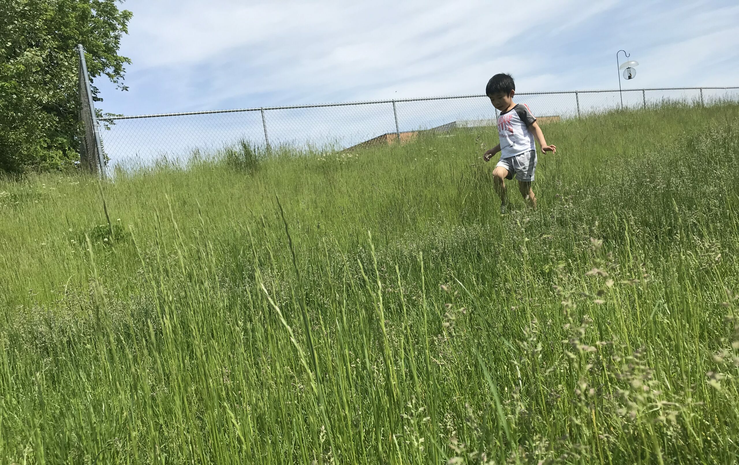 before and after: foliage, flowers, and seasonal interest in jin's iowa garden