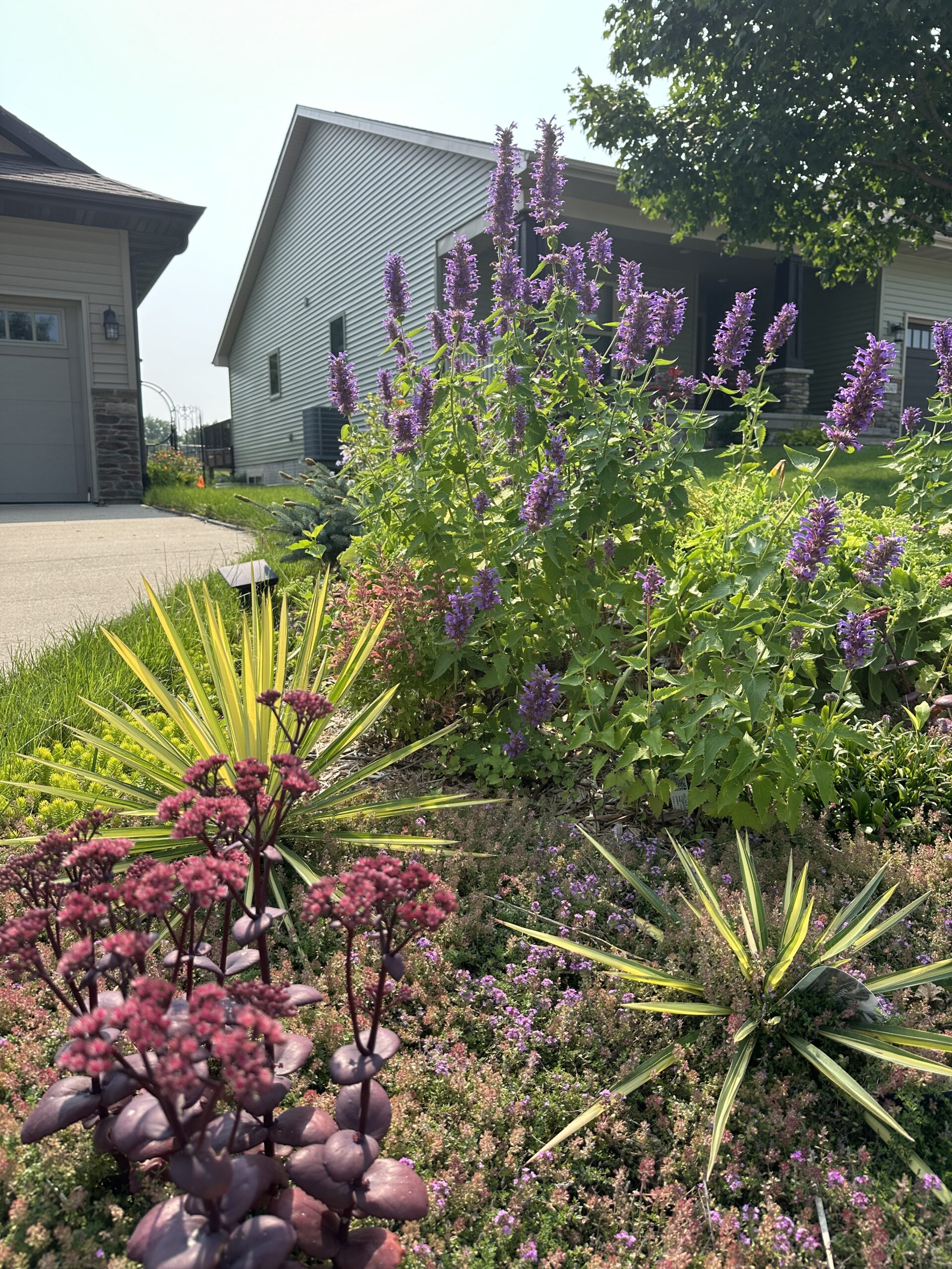 before and after: foliage, flowers, and seasonal interest in jin's iowa garden