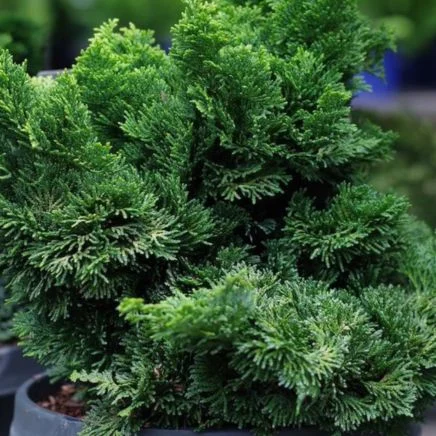 dwarf hinoki cypress