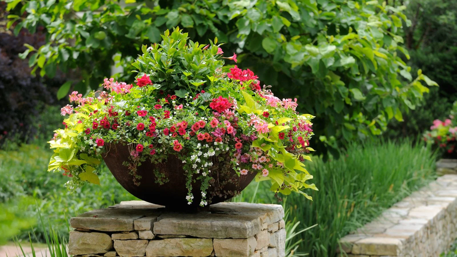 a shot of a potted plant exhibiting a pedestal planter style, appearing to have lush greens and countless blooms