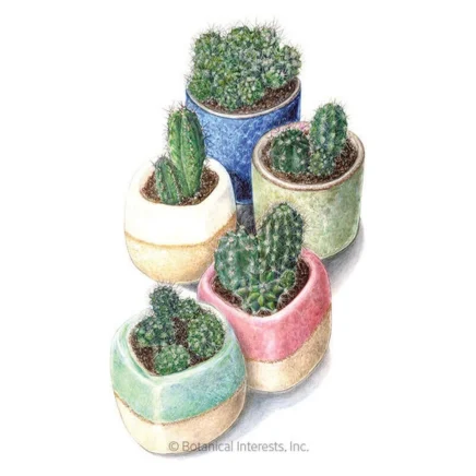 all kinds and forms mixed cacti seeds