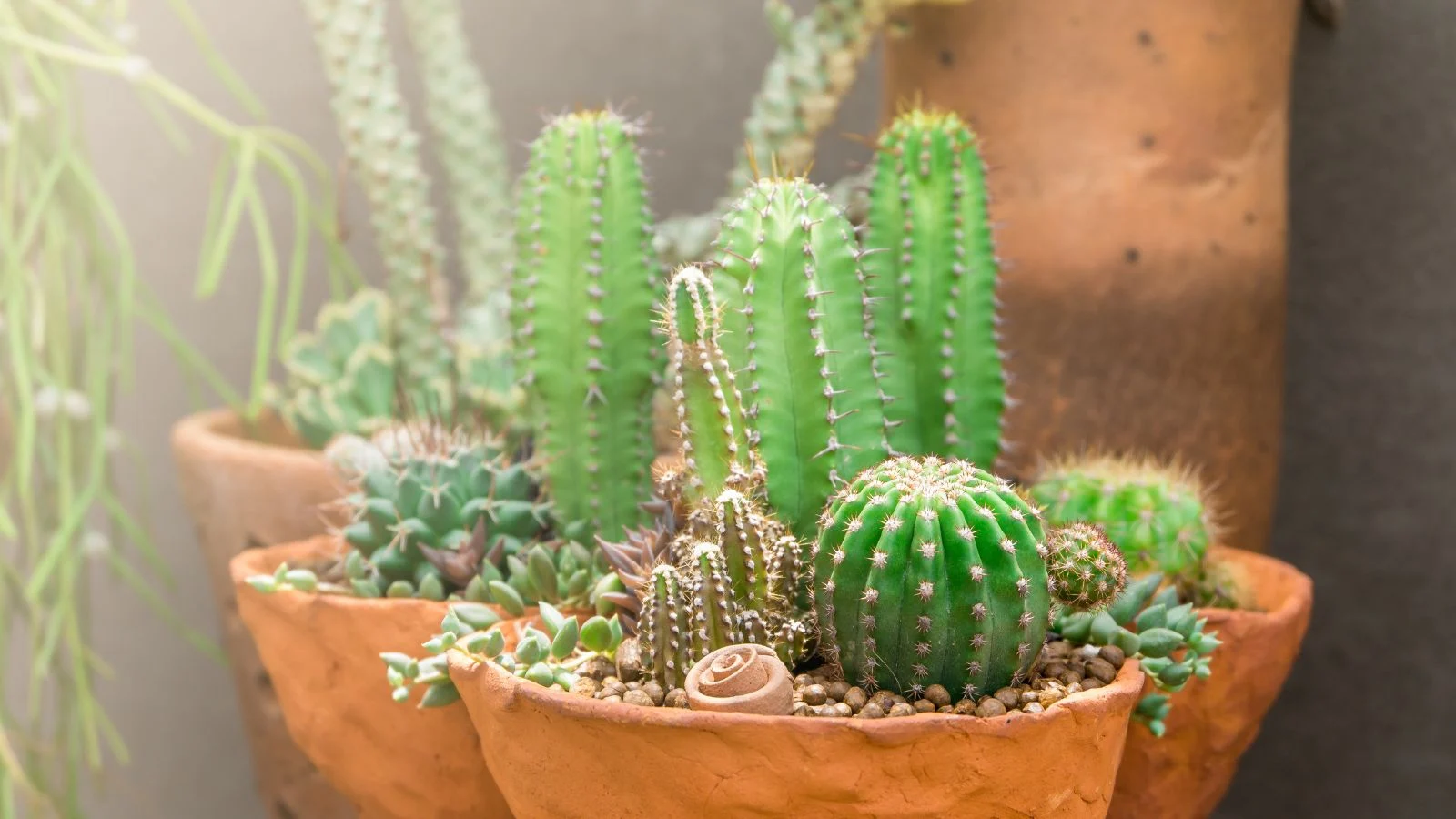 a sunny area with a rustic cacti garden combination showing cacti of various sizes surrounded by warm tones